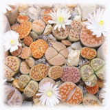 Mix Semillas Lithops Suculentas Piedras Vivas Cactus Piedra