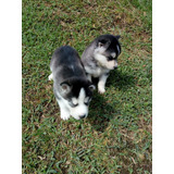 Cachorros Lobo Husky Siberiano