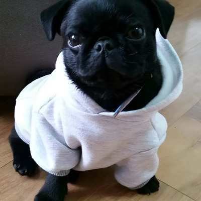 Pug Cachorros Super Calidad  | Meses sin interés
