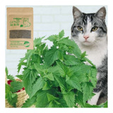 Hierba Para Gatos Catnip Para Juguetes Y Rascadores De Gato