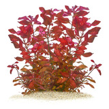 Planta Acuario Ludwigia Repens Rubin Bajos Cuidados X5 Tallo