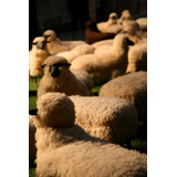Vinilo Decorativo 30x45cm Oveja Sheep Rebaño Naturaleza M9