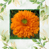 700 Semillas De Flor Caléndula Naranja+ Obsequio Germinación