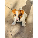 Jack Russell Terrier Macho