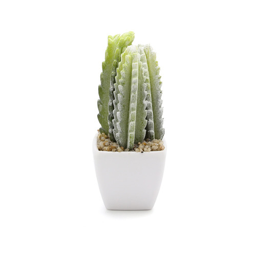 Cactus Para Terrario De Decoración
