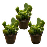 3 Mudas De Suculenta Orelha De Shurek Crassula Ovata Gollum 