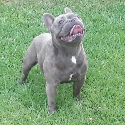 Bull Dog Francés Blue En Servicio De Stud