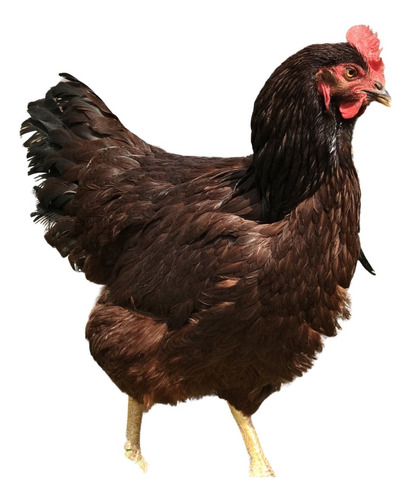 Ovos Galados/férteis De Rhode Island Red 1 Dúzia 