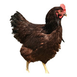 Ovos Galados/férteis De Rhode Island Red 1 Dúzia 