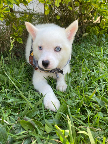 Cachorro Pomsky Medellin Animal Pets Colombia 