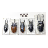 Entomología Insectos Sin Montar Escarabajos Gigantes Lotes
