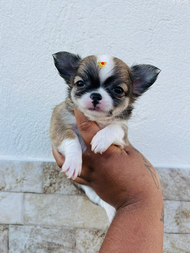 Chihuahua Pelo Longo Lindas Femeas Disponíveis Garanta