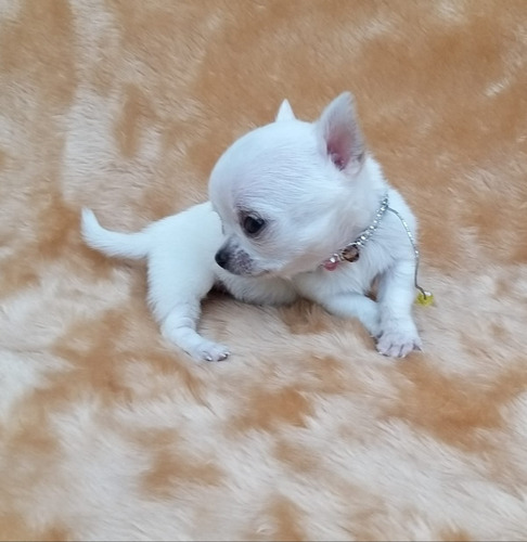 Chihuahua Fêmea Super Micrinho 