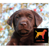 Cachorros Labrador Puros 100% Con Regalito Sorpresa