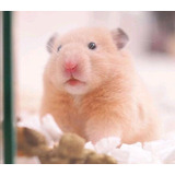  Hamster Sírio 