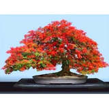 Semilla Para Bonsai De Acacia Roja 