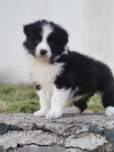 Border Collie Cachorros