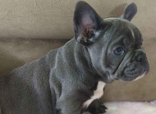 Filhote Macho Exótico De Bulldog Francês Blue Sólido