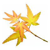 Arbol Acer Japonico 1 Mts Gratis A Rm No Envio A Regiones