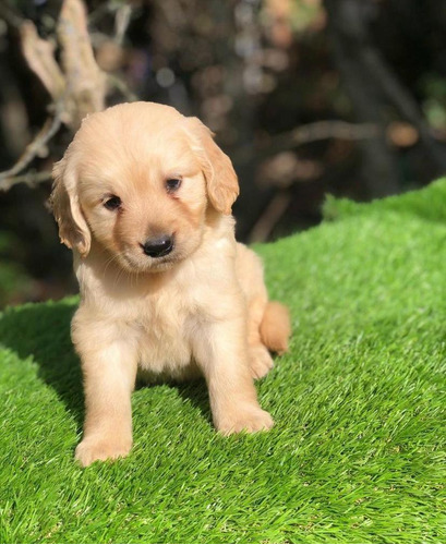 Cachorros Golden Retriever 