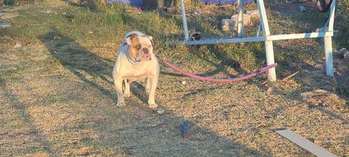 Bulldog Americano, Cachorros 