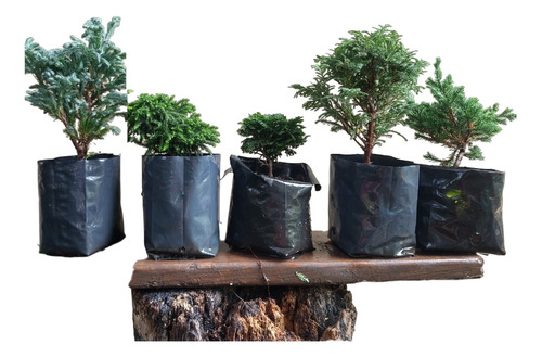 Lote De Arbolitos Para Bonsai Hinoki Cedro Japónes Juniperos