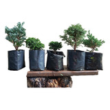 Lote De Arbolitos Para Bonsai Hinoki Cedro Japónes Juniperos