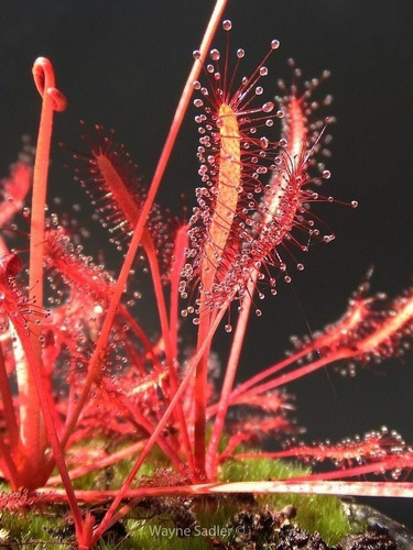 Drosera Capensis All Red Extra Grande - Plantas Carnívoras