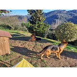 Cachorros Pastor Aleman Inscritos Kennel Club