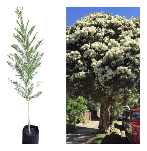 Muda De Tea Tree - Melaleuca - A Ornamental Árvore Do Chá