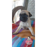 Perro Pug Precio Especial