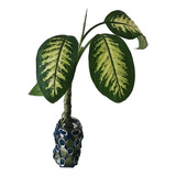 Planta De Interior Dieffenbachia Tropic 50 Cm 