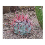 Ferocactus Emoryi- Cactus Exotico - 20 Semillas