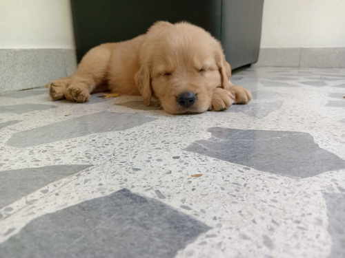 Cachorro Golden Retriever Dorado Macho