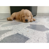 Cachorro Golden Retriever Dorado Macho