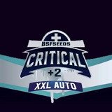 Semillas Colección Bsf Critical+2 Auto X 12