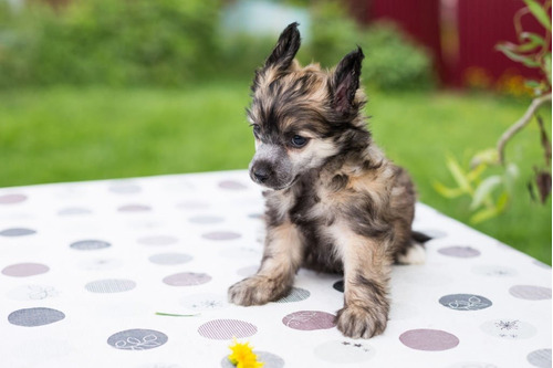 Cachorros Crestado Chino Perro Dog Disponibles Pereira Cali