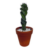 Planta Cactus Espiralado Cereus Forbesii Spiralis Barro M14