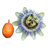 Mburucuyá Pasionaria Passiflora Caerulea Atrae Mariposas