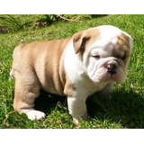 Cachorro Bulldog Ingles 11