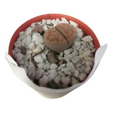 Lithops Cactus Piedra