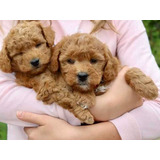 Labradoodles Hermosos Bebés Familiares Divinos Súper Cariños