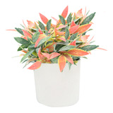 Arranjo Plantas Artificial Vaso Branco Folhagem Mix Yangzi 