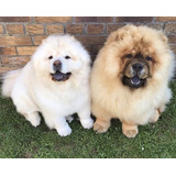 Cachorros Chow Chow Para Destacar