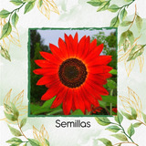 160 Semillas De Flor Girasol Rojo + Obsequio Germinación