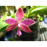 Orquídea Phalaenopsis Lueddemanniana