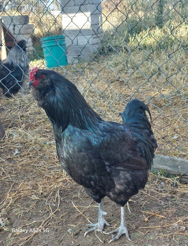 Gallo Ameraucano (raza Huevo Azul)