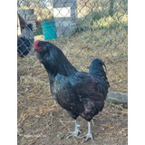 Gallo Ameraucano (raza Huevo Azul)