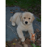 Cachorros Criadero Golden Retriever Argentina Reputacion!