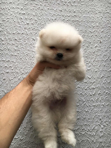 Lulu Da Pomerânia Filhote Macho Branco